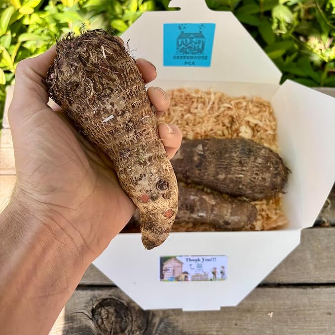 Live Bulbs Colocasia gigantea Thailand Giant Thai Giant Elephant Ear Huge Malanga Leaf (3 Bulbs) by Greenhouse PCA