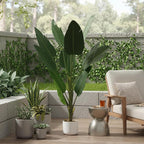 4FT Artificial Banana Tree in Pot, Decorative Evergreen Faux Bird of Paradise Plant, Fake Tropical Traveler's Palm Tree, Indoor House Plants for Living Room Porch Entryway Office