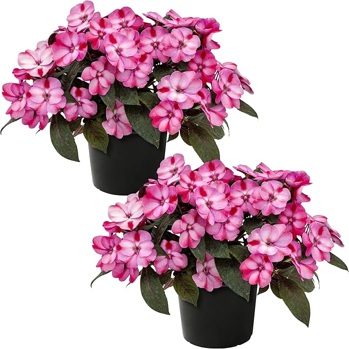 Live Flowering Sunpatiens - Red and Pink Bicolor (2 Plants Per Pack), Beautiful Annual Summer Color, 10" Tall by 6" Wide in 1 Quart Pot