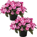 Live Flowering Sunpatiens - Red and Pink Bicolor (2 Plants Per Pack), Beautiful Annual Summer Color, 10" Tall by 6" Wide in 1 Quart Pot