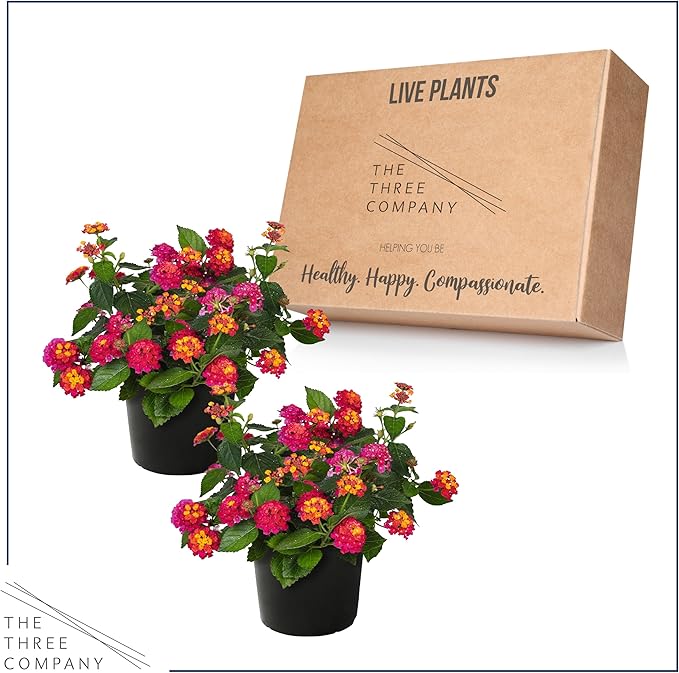 Live Flowering Lantana - Havana Sunset - Color Mix (2 Plants Per Pack) - Grower's Choice Multi Color Blooms, Healthy Blooming Pollinator, 8" Tall by 5" Wide in 1 Qt Pot