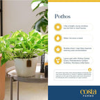 Costa Farms Silver Streak Pothos Live Plant in Self Watering Pot, Air Purifying Indoor Houseplant, Perfect for Home, Room, or Office Decor, Great House Warming or Birthday Gift, 10-16 Inches Tall