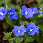 ragnaroc Blue Daze +10" (Evolvulus glomeratus) 2ct - Live Plant for Indoor Outdoor Use, Garden & Landscaping - Live Arrival Guaranteed