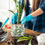 3 Pcs Ceramic Pots for Plants - 5.7 in Vintage Scroll Plant Pots with Drainage Hole Crackle Glaze Ceramic Planters for Home, Garden, Kitchen