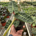 Philodendron Billietiae Live Plant for Indoor | Different Houseplants in 4'' & 6'' Pot | Real House Plant for Living Room, Office, Desk & Bathroom | Philidor | Billie