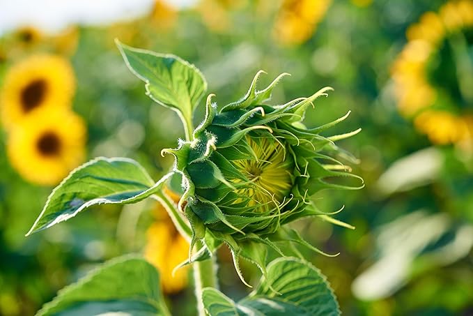 Mammoth Sunflower Seeds for Planting - Grow Giant Sun Flowers in Your Garden - Non GMO Heirloom Seeds - Full Planting Instructions for Easy Grow - Great Gardening Gifts (1 Packet)