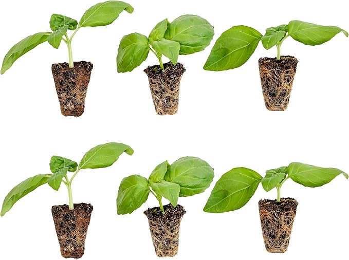 Bonnie Plants Sweet Basil Plug, Live Plant, for Salads, Drinks, Asian and Italian Dishes, Full Sun, 3 Cubic in., 6 Pack
