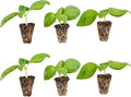 Bonnie Plants Sweet Basil Plug, Live Plant, for Salads, Drinks, Asian and Italian Dishes, Full Sun, 3 Cubic in., 6 Pack