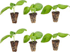 Bonnie Plants Sweet Basil Plug, Live Plant, for Salads, Drinks, Asian and Italian Dishes, Full Sun, 3 Cubic in., 6 Pack