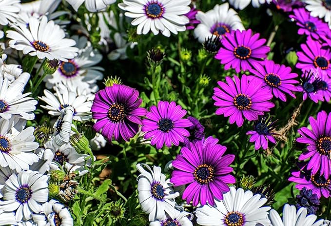 African Daisy Seeds - 50 Pcs Mix Osteospermum Perennial Flower Seeds for Planting Outdoors with Long-Lasting Blooms,