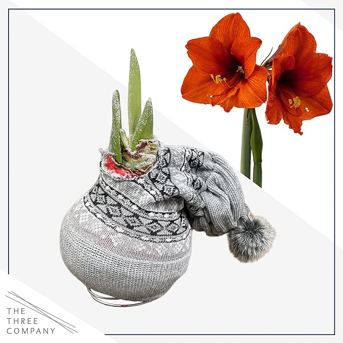 Waxed Amaryllis Bulb - Decorative Grey Sweater, Red Blooms - Easy Care - No Watering Needed!