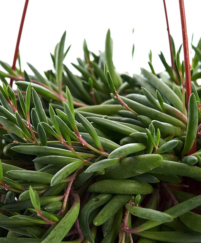 Shop Succulents | String of Succulents Collection | Ruby Necklace (Othonna Capensis) Live Outdoor/Indoor Hanging Succulent Plant | Fully Rooted in Soil
