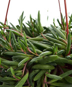 Shop Succulents | String of Succulents Collection | Ruby Necklace (Othonna Capensis) Live Outdoor/Indoor Hanging Succulent Plant | Fully Rooted in Soil