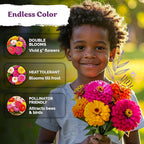 KVITER 550 Dahlia Zinnia Seeds for 2026 Mix (Zinnia Elegans) – Double Blooms, Non GMO, Heirloom & Organic – Flower seeds for Planting Outdoors in Garden, Containers, Flower Beds. Ideal for Cut Flowers
