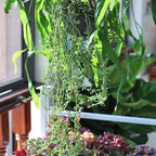 Live Succulents String of Dolphins (4-inch), Succulent Plants Fully Rooted in Pots with Soil, Easy-Care House Plant for DIY, Home Office Decor, Wedding Party Favor