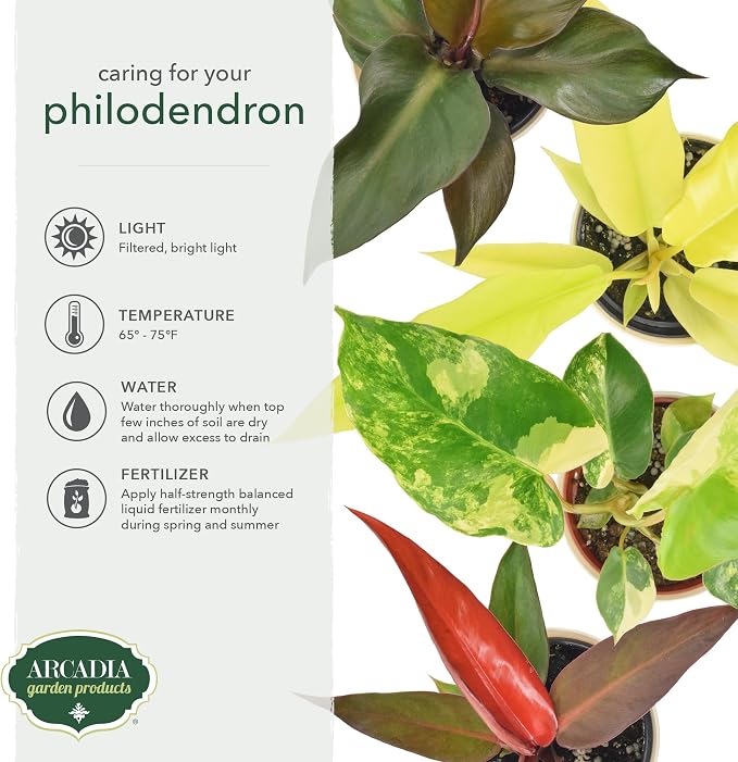 Arcadia Garden Products Live Red Heart Philodendron Rare Indoor Houseplant in Plastic Pot, Tropical Plant Collector Gift for Home and Garden Decor, 4-inch, Beige