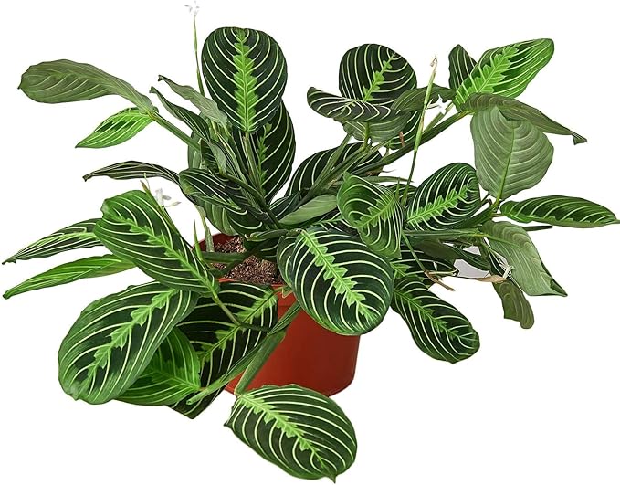 Maranta 'Lemon Lime' Live Plant for Indoor | Different Houseplants in 4'' & 6'' Pot | Real House Plant for Living Room, Office, Desk & Bathroom | Prayer Plant
