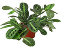 Maranta 'Lemon Lime' Live Plant for Indoor | Different Houseplants in 4'' & 6'' Pot | Real House Plant for Living Room, Office, Desk & Bathroom | Prayer Plant