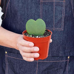 Hoya Sweetheart Live Plant for Indoor | Different Houseplants in 3'' Pot | Real House Plant for Living Room, Office, Desk & Bathroom | Sweetheart | Lucky-Heart | Hoya kerrii