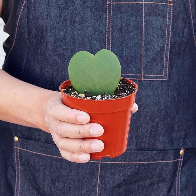 Hoya Sweetheart Live Plant for Indoor | Different Houseplants in 3'' Pot | Real House Plant for Living Room, Office, Desk & Bathroom | Sweetheart | Lucky-Heart | Hoya kerrii