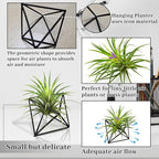 Hanging Air Plants Holders, 2Pcs Metal Air Plant Hangers for S-M Sized Air Plants, Himmeli Geometric Planter to Add a Sense of Style and Relaxation for Home Office Wedding (Black, 2pcs)