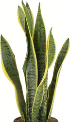 Shop Succulents | Standing Collection | Hand Selected, Air Purifying Live Sansevieria Laurentii Snake Indoor House Plant in 6" Grow Pot