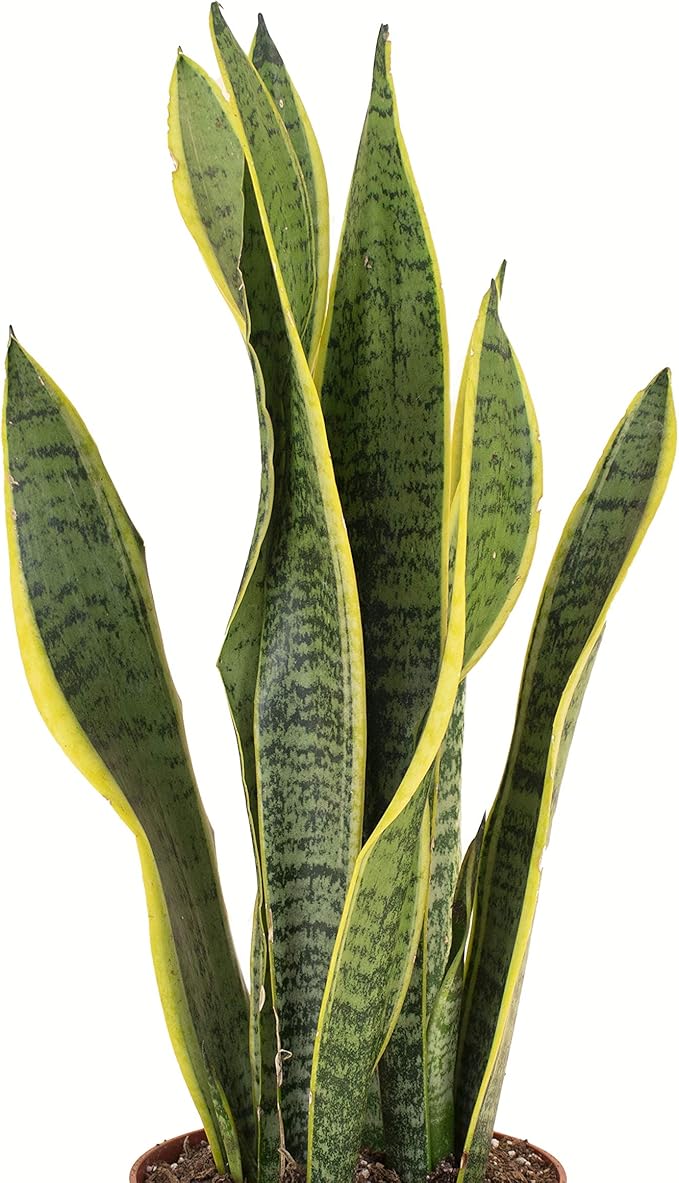 Shop Succulents | Standing Collection | Hand Selected, Air Purifying Live Sansevieria Laurentii Snake Indoor House Plant in 6" Grow Pot