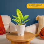 Costa Farms Philodendron Ring of Fire Live Plant in Self Watering Pot, Air Purifying Indoor Houseplant, Home, Room, or Office Decor, House Warming or Birthday Gift, 12-18 Inches Tall