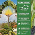 Travelers Palm - 4 Live Plants in 4 Inch Growers Pots - Ravenala Madagascariensis - Rare Ornamental Palms of Florida