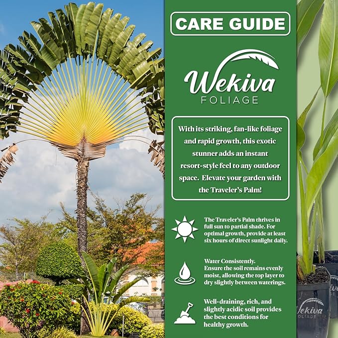 Travelers Palm - 4 Live Plants in 4 Inch Growers Pots - Ravenala Madagascariensis - Rare Ornamental Palms of Florida