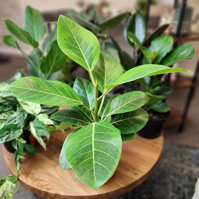 Ficus Altissima, Rare Rubber Tree Plant, Unique Live Plant Decor in 6" White Pot, Easy Plant Gift, Variegated Rubber Plant, Council Tree, Live Ficus Tree, Office & Decorative Plants by Plants for Pet
