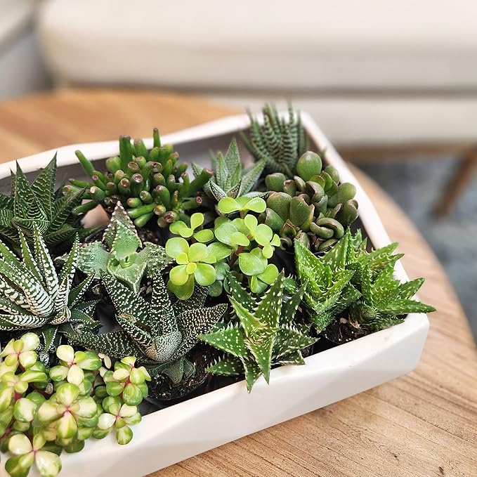 Altman Plants, Assorted Succulents Plants Live Houseplants (4PK), Succulent Plants Home Office Plants Live Indoor Plants, Live Plants Indoor House Plants, Easy Care Plants, Desk Plants, Kitchen Plants