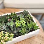 Altman Plants, Assorted Succulents Plants Live Houseplants (8PK), Succulent Plants Home Office Plants Live Indoor Plants, Live Plants Indoor House Plants, Easy Care Plants, Desk Plants, Kitchen Plants