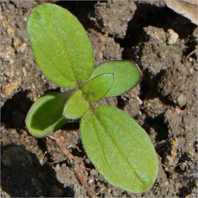 Seed Needs Dwarf Sunspot Sunflower Seeds for Planting Short Yellow Sunflowers - Heirloom & Open Pollinated Annual Cut Flower Seed to Plant 2 Foot Tall Sun Flowers (1 Pack)