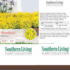 5 Gallon Southern Living Plant Collection Sunshine Ligustrum Privet Shrub