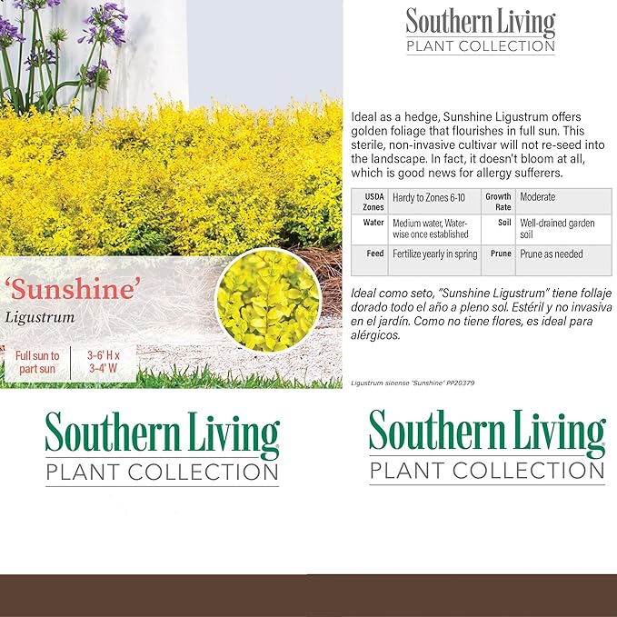 5 Gallon Southern Living Plant Collection Sunshine Ligustrum Privet Shrub