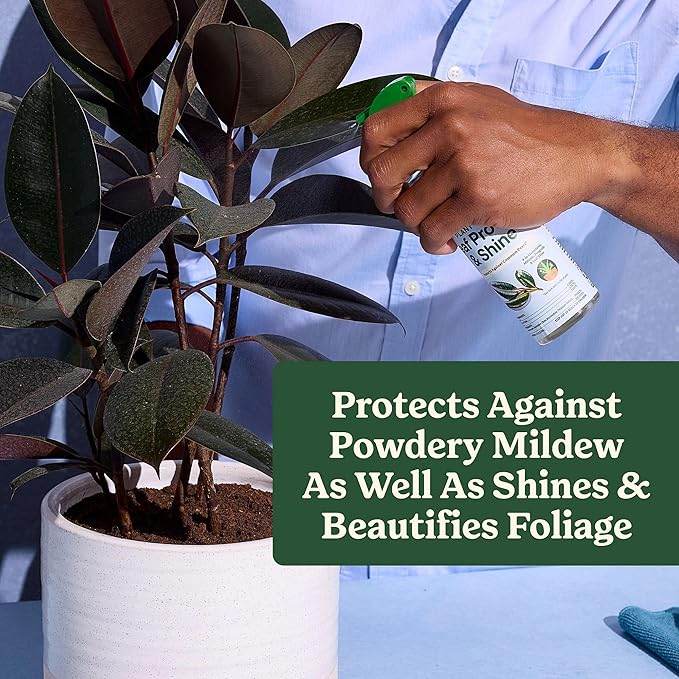 Miracle-Gro Plant Care Leaf Protect and Shine, 4-in-1 Insecticide, Miticide, Fungicide and Leaf Shine Spray for Indoor Plants, 8 fl. oz., 2-Pack