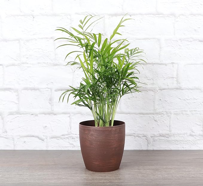 Thorsen's Greenhouse Parlor Palm Plant, Live Indoor Plant, Neanthe Bella Palm, Natural Air Purifier, Easy to Grow, Pet Safe Plant, 4-inch Diameter Pot (Copper)