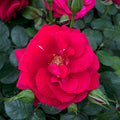 Heirloom Climbing Roses, Live Own Root Plant for Outdoor Garden, The Prince's Trust™, Lightly Fragrant, Hardiness Zones 5–10, Continual Blooming