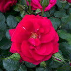 Heirloom Climbing Roses, Live Own Root Plant for Outdoor Garden, The Prince's Trust™, Lightly Fragrant, Hardiness Zones 5–10, Continual Blooming