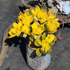 Sprout N Green Golden Jade with Green Stripe Pot, Live Crassula Ovata 'Hummel Sunset' Succulent, Rare Cute Plant, Home Office Décor