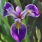 Chalily Iris 'Versicolor', a Great Live Pond Plant for Your Water Garden. Filters The koi and Goldfish Pond. Good for Bogs, Plant Shelf or Shallow Water This marginal Aquatic is a Real Beauty