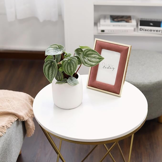 Peperomia Watermelon (6 inch) - Pet-Friendly Houseplants - Attractive Indoor Plants, Easy to Grow, Pet Safe Plants for Cats & Dogs, Ideal for Home Decor, Office & Gift
