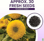 Marde Ross & Company Teddy Bear Sunflower Seeds 30+ Giant, Fluffy Blooms Heirloom Flower Seeds for Outdoor Planting Grows up to 7' Tall in Full Sun - Grown in the USA