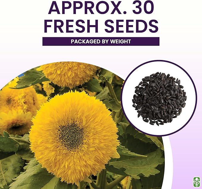 Marde Ross & Company Teddy Bear Sunflower Seeds 30+ Giant, Fluffy Blooms Heirloom Flower Seeds for Outdoor Planting Grows up to 7' Tall in Full Sun - Grown in the USA
