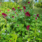 300+Red Rare Cockscomb Seeds for Planting-Celosia Flower Seeds Flowering Heirloom Plant