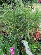 Nile Queen Papyrus | 3 Live Plants | Cyperus Shade & Wet Tolerant Aquatic Foliage