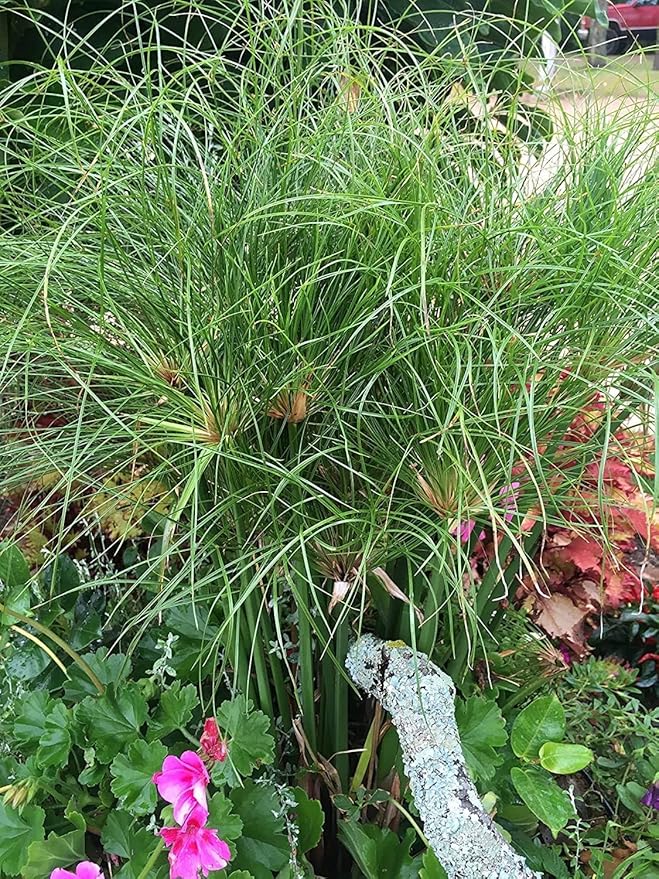 Nile Queen Papyrus | 3 Live Plants | Cyperus Shade & Wet Tolerant Aquatic Foliage