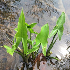 Chalily Arrow Arum, a Great Live Pond Plant for Your Water Garden. Filters The koi and Goldfish Pond. Good for Bogs, Plant Shelf or Shallow Water This marginal Aquatic is a Real Beauty