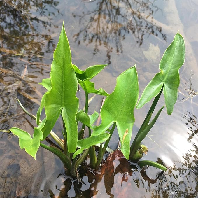 Chalily Arrow Arum, a Great Live Pond Plant for Your Water Garden. Filters The koi and Goldfish Pond. Good for Bogs, Plant Shelf or Shallow Water This marginal Aquatic is a Real Beauty